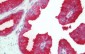 KLK3 / PSA Antibody